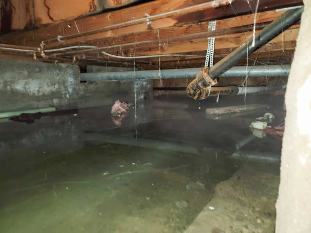 Best Sewage cleanup and water damage restoration  in Waverly, TN